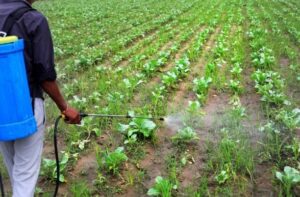 A Farmer spraying pesticide on plant