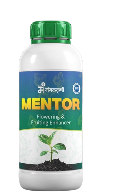 mentor-removebg-preview mentor-removebg-preview